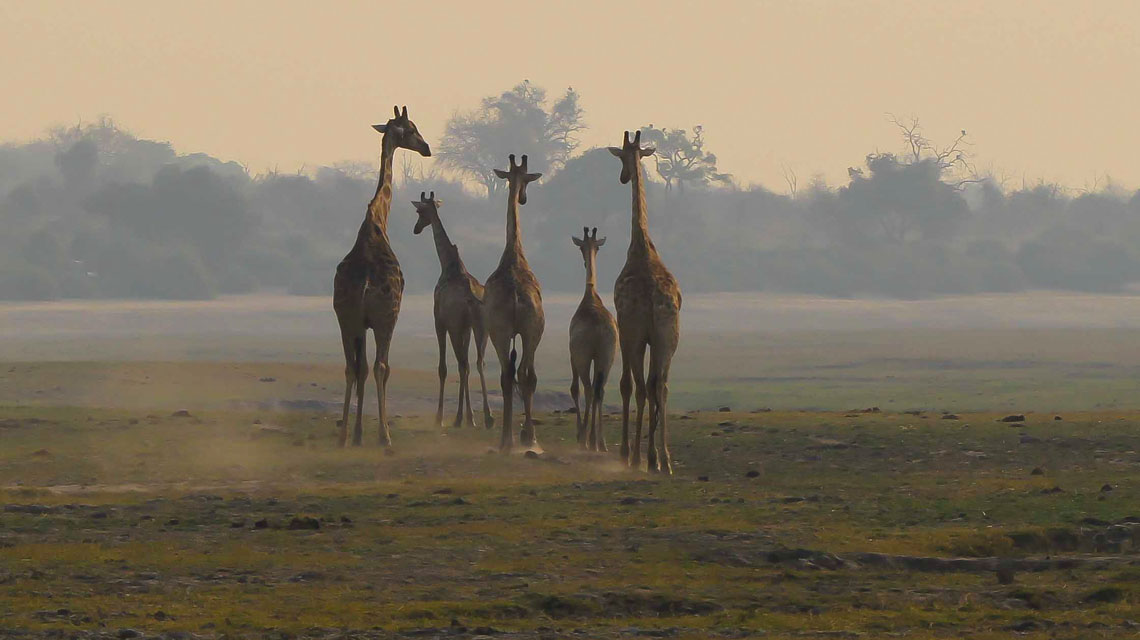 Giraffe on Chobe flood plain