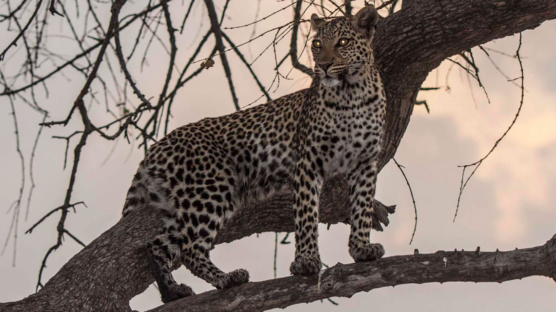 Leopard in Savuti