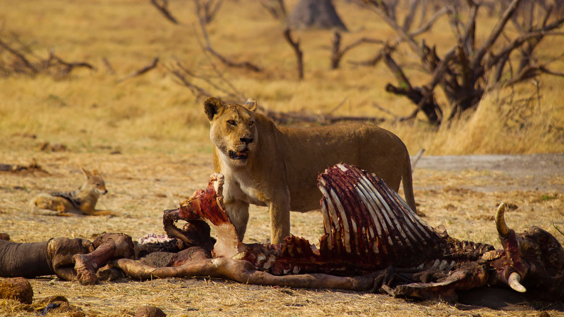 lion-on-elephant-kill